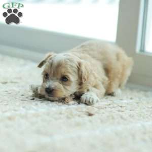 Nora, Maltipoo Puppy