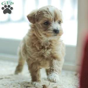 Nora, Maltipoo Puppy