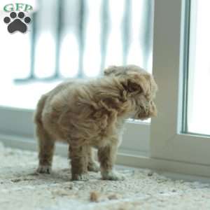 Nora, Maltipoo Puppy