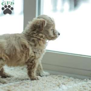 Nora, Maltipoo Puppy