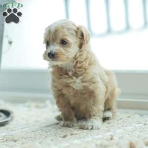 Nora, Maltipoo Puppy