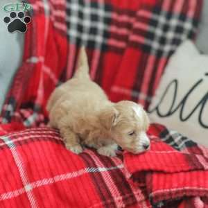 Nora, Maltipoo Puppy