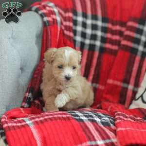 Nora, Maltipoo Puppy