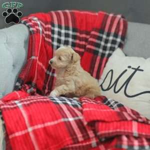 Nora, Maltipoo Puppy