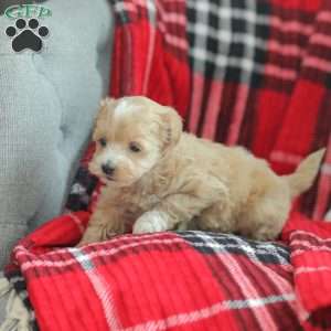 Nora, Maltipoo Puppy