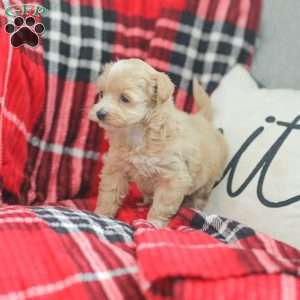 Nora, Maltipoo Puppy