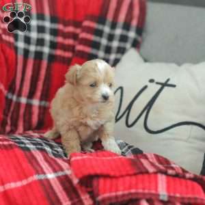 Nora, Maltipoo Puppy