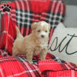 Nora, Maltipoo Puppy