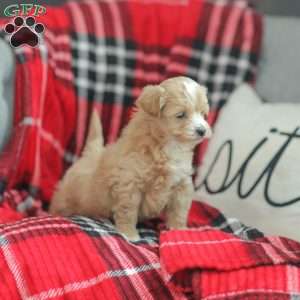 Nora, Maltipoo Puppy