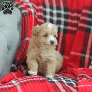 Nora, Maltipoo Puppy