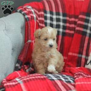 Nora, Maltipoo Puppy