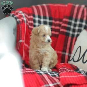 Nora, Maltipoo Puppy