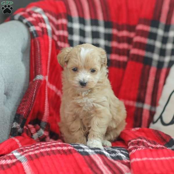Nora, Maltipoo Puppy