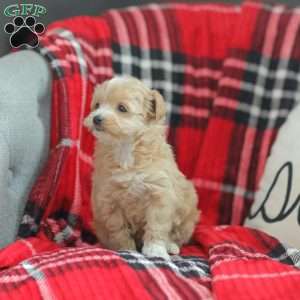 Nora, Maltipoo Puppy