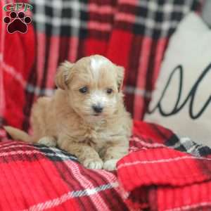 Nora, Maltipoo Puppy