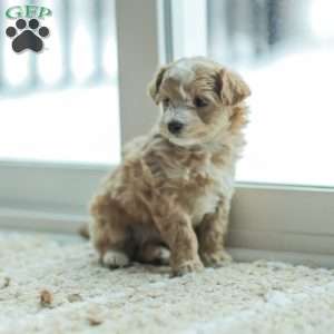 Noel, Maltipoo Puppy