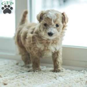 Noel, Maltipoo Puppy