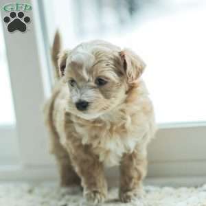 Noel, Maltipoo Puppy