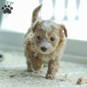 Noel, Maltipoo Puppy
