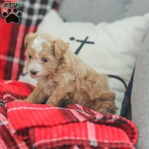 Noel, Maltipoo Puppy