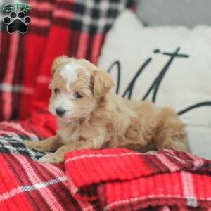 Noel, Maltipoo Puppy