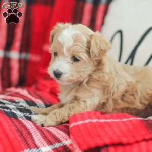 Noel, Maltipoo Puppy