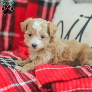 Noel, Maltipoo Puppy