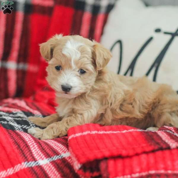 Noel, Maltipoo Puppy