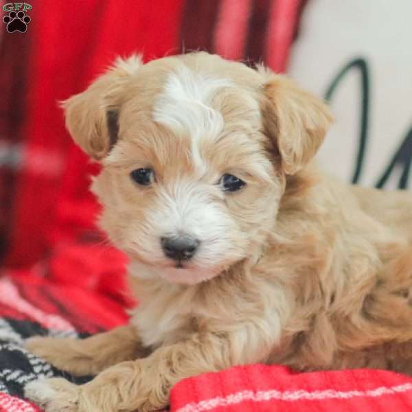 Noel, Maltipoo Puppy
