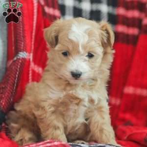 Noel, Maltipoo Puppy
