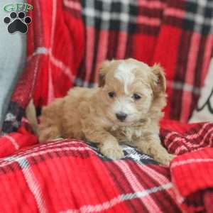 Noel, Maltipoo Puppy