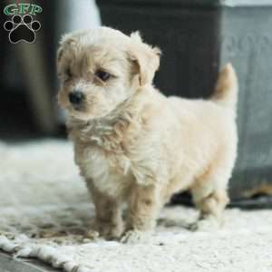 Nathan, Maltipoo Puppy