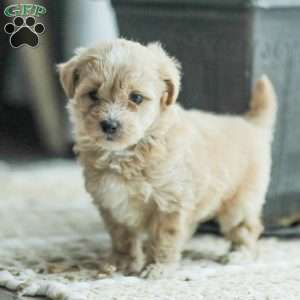 Nathan, Maltipoo Puppy