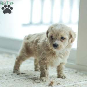 Nathan, Maltipoo Puppy