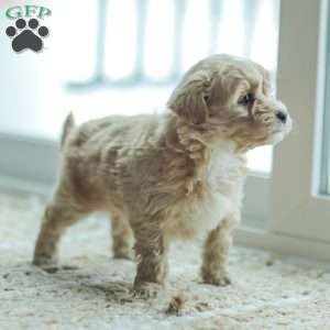 Nathan, Maltipoo Puppy