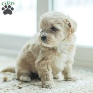 Nathan, Maltipoo Puppy