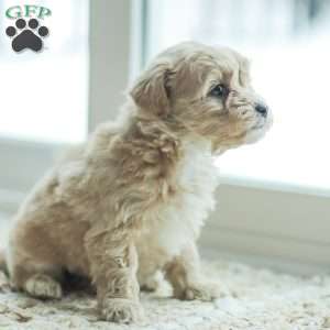 Nathan, Maltipoo Puppy