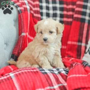 Nathan, Maltipoo Puppy