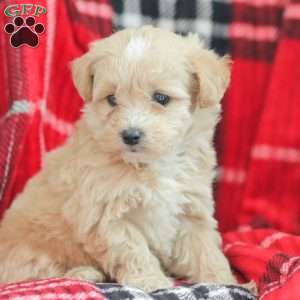 Nathan, Maltipoo Puppy