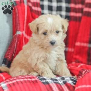 Nathan, Maltipoo Puppy