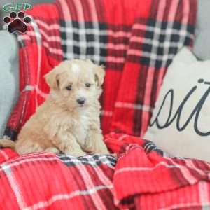 Nathan, Maltipoo Puppy