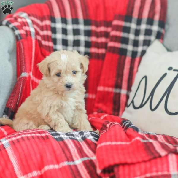 Nathan, Maltipoo Puppy