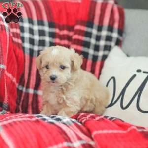 Nathan, Maltipoo Puppy
