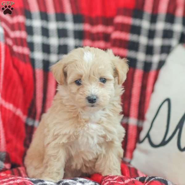 Nathan, Maltipoo Puppy