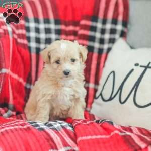 Nathan, Maltipoo Puppy