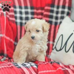 Nathan, Maltipoo Puppy