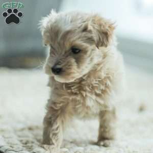 Nick, Maltipoo Puppy