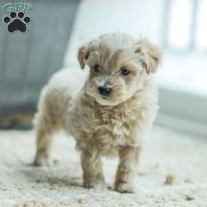 Nick, Maltipoo Puppy