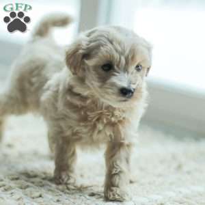 Nick, Maltipoo Puppy