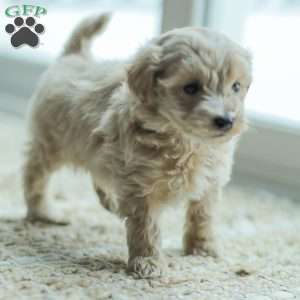 Nick, Maltipoo Puppy